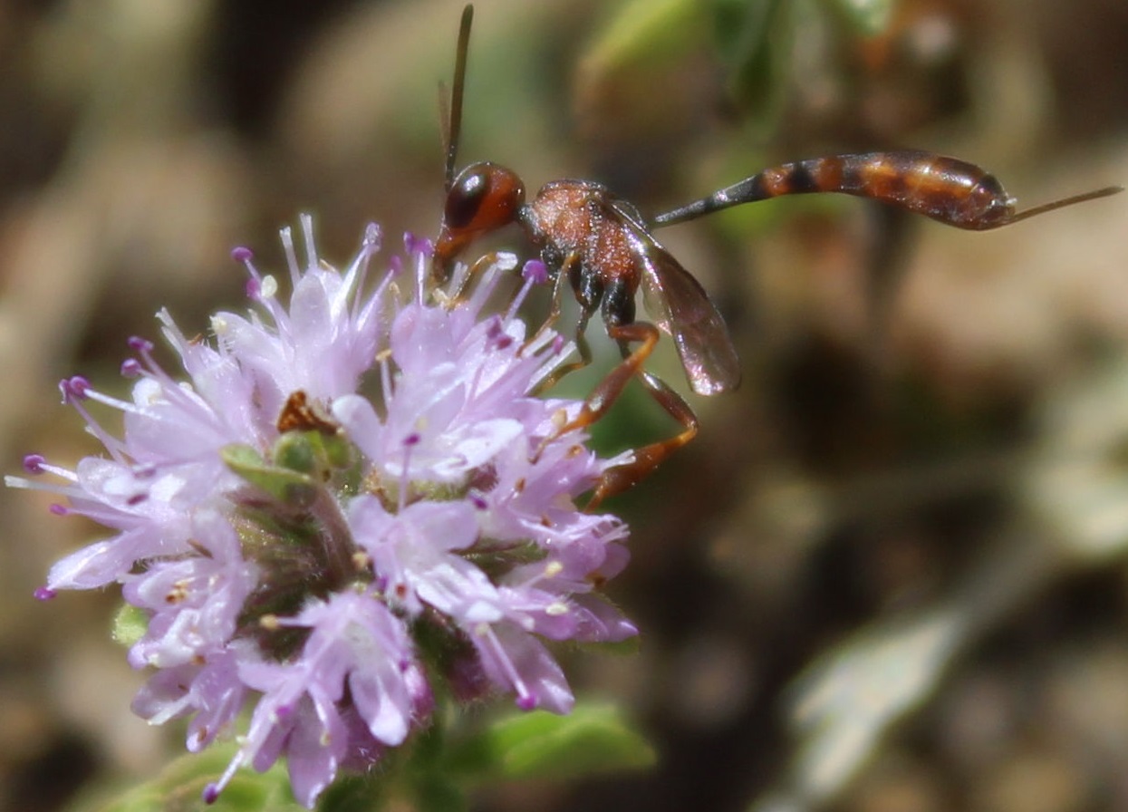 denis - Gasteruption hastator - réf. 361958 (1245 x 896 pixels, 215 ko)