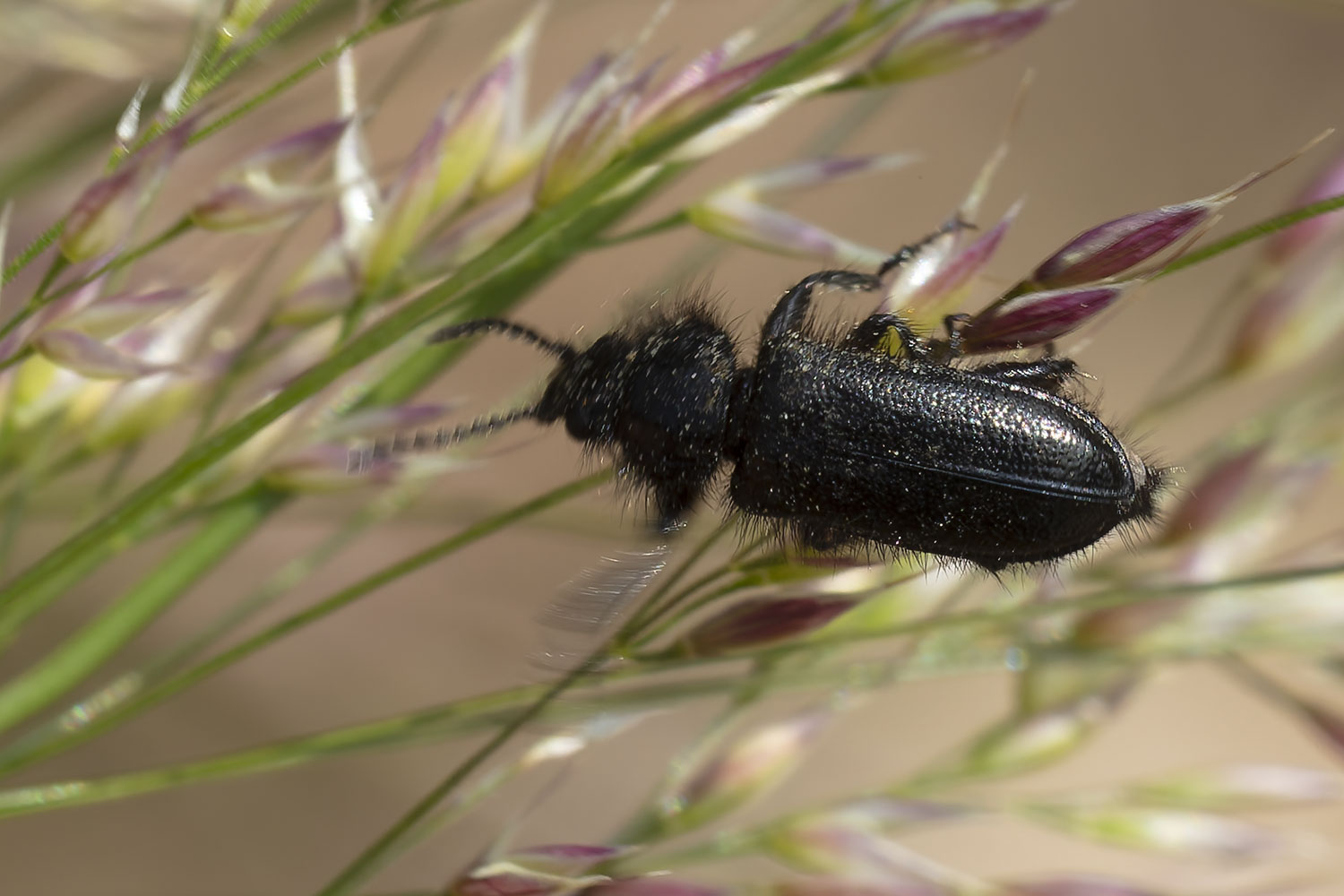 Pierre Duhem - Enicopus (Enicopus) ater - réf. 361183 (1500 x 1000 pixels, 160 ko)