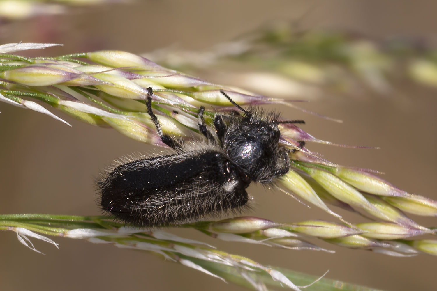 Pierre Duhem - Enicopus (Enicopus) ater - réf. 361207 (1500 x 1000 pixels, 176 ko)