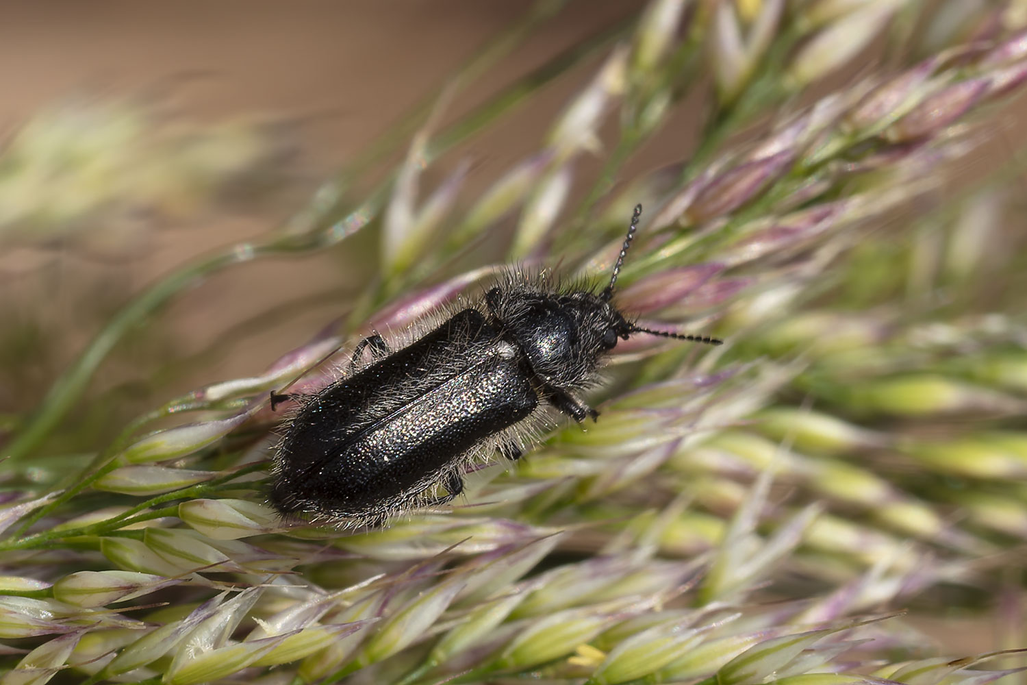 Pierre Duhem - Enicopus (Enicopus) ater - réf. 361208 (1500 x 1000 pixels, 201 ko)