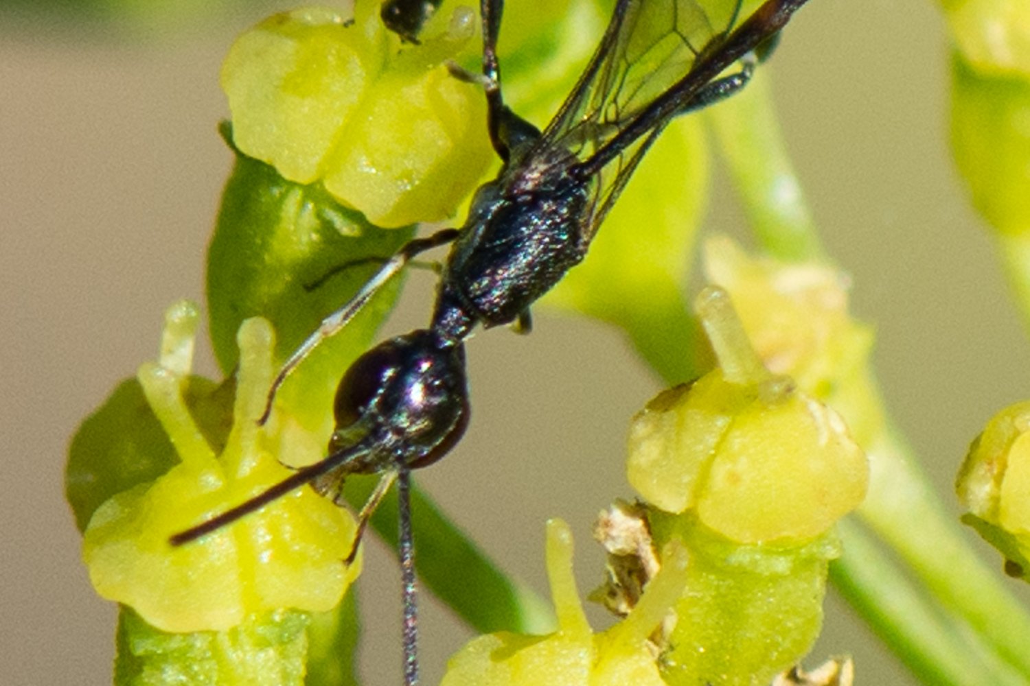 Bernard Saquet - Gasteruption tournieri - réf. 361359 (1500 x 1000 pixels, 192 ko)