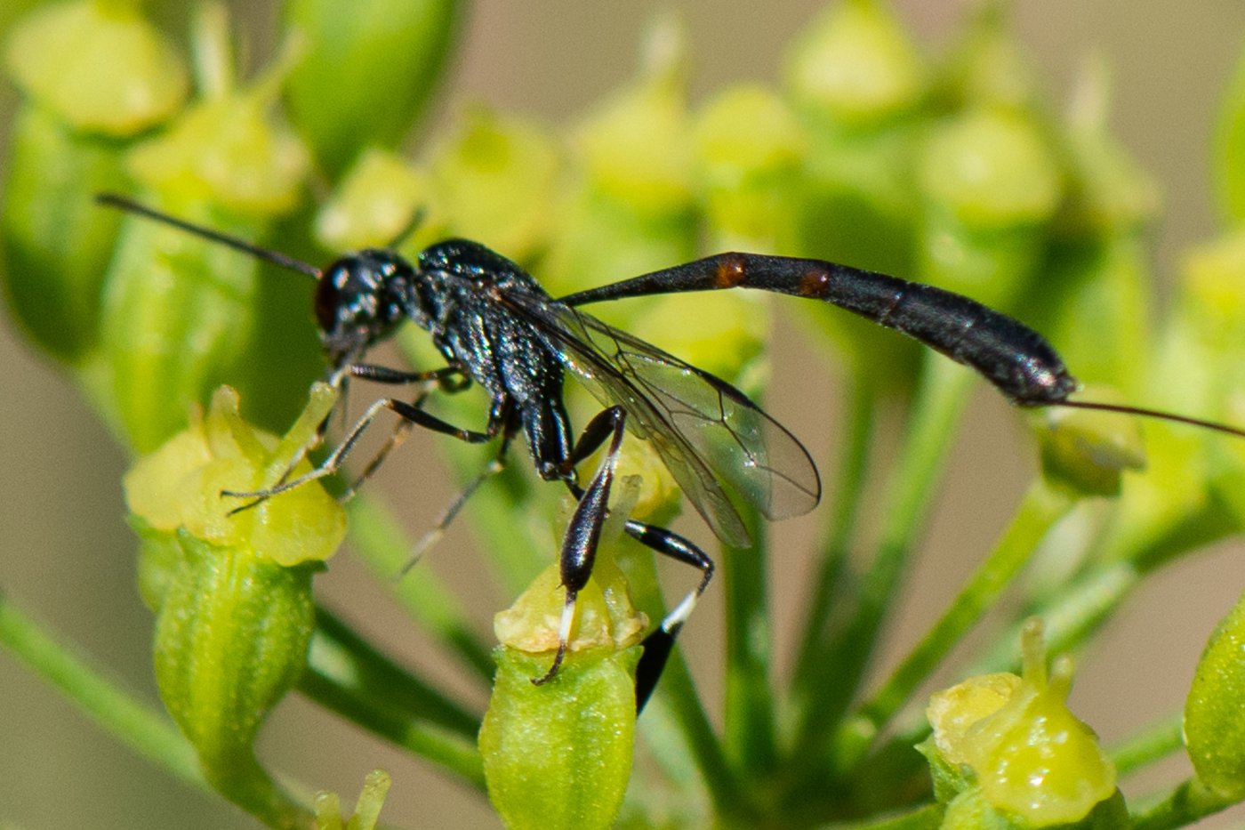 Bernard Saquet - Gasteruption tournieri - réf. 361778 (1400 x 933 pixels, 200 ko)