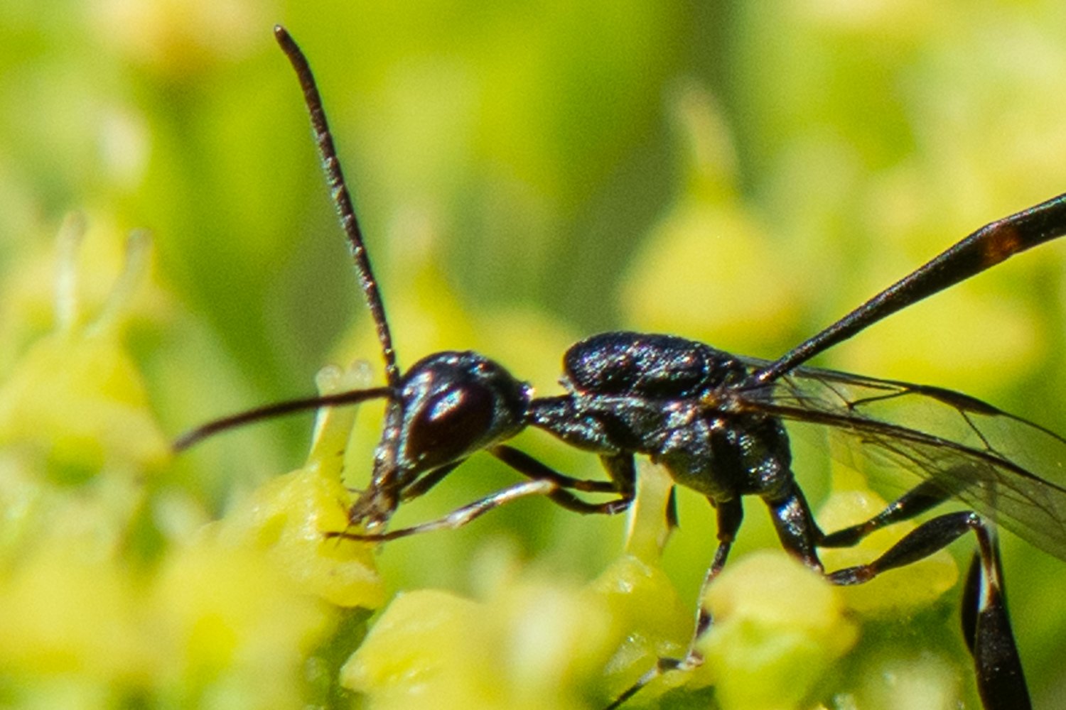 Bernard Saquet - Gasteruption tournieri - réf. 361358 (1500 x 1000 pixels, 195 ko)