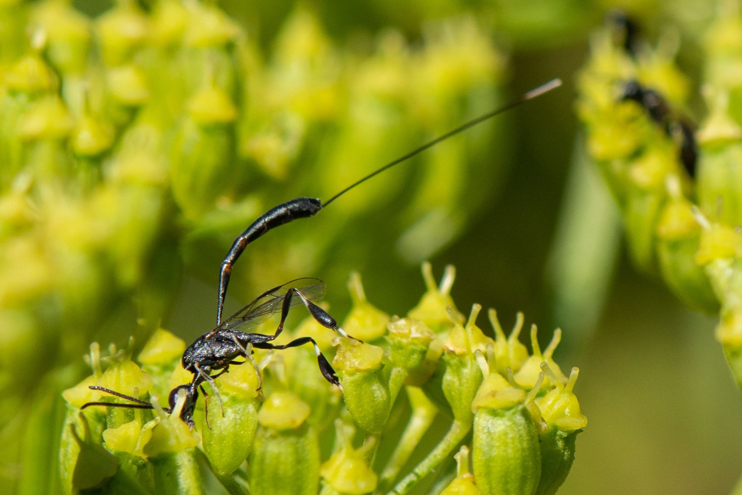 Bernard Saquet - Gasteruption tournieri - réf. 361345 (1500 x 1000 pixels, 204 ko)