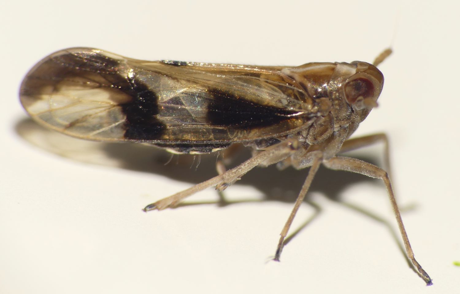 Denis Poirier - Euides speciosa - réf. 361188 (1500 x 959 pixels, 95 ko)