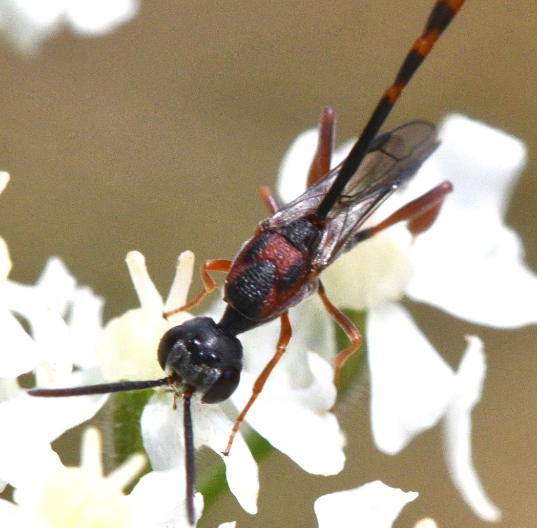Jean-Michel GAREL - Gasteruption hastator - réf. 361820 (1100 x 1081 pixels, 200 ko)