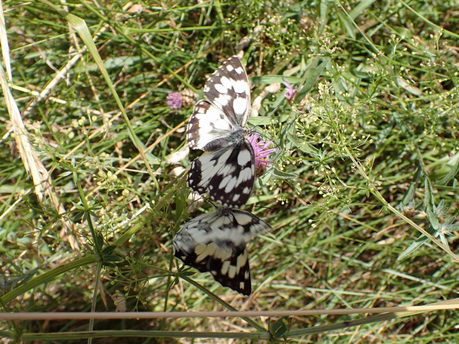 Benjamin Guichard - Melanargia galathea - réf. 361195 (900 x 675 pixels, 195 ko)