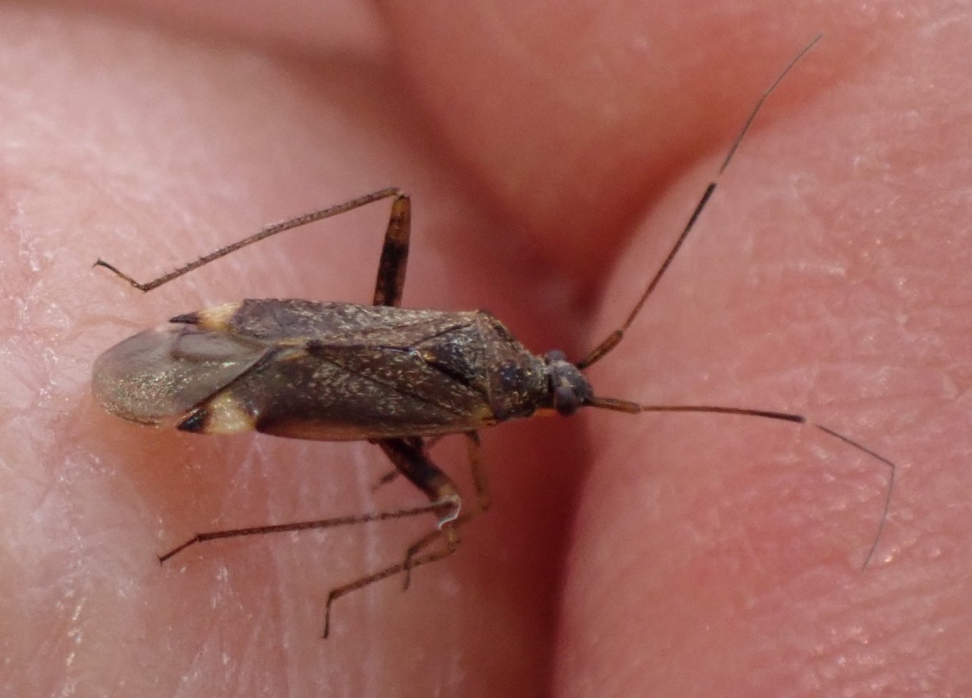 Catherine Reymonet-Smitten - Closterotomus fulvomaculatus - réf. 361192 (1360 x 977 pixels, 155 ko)