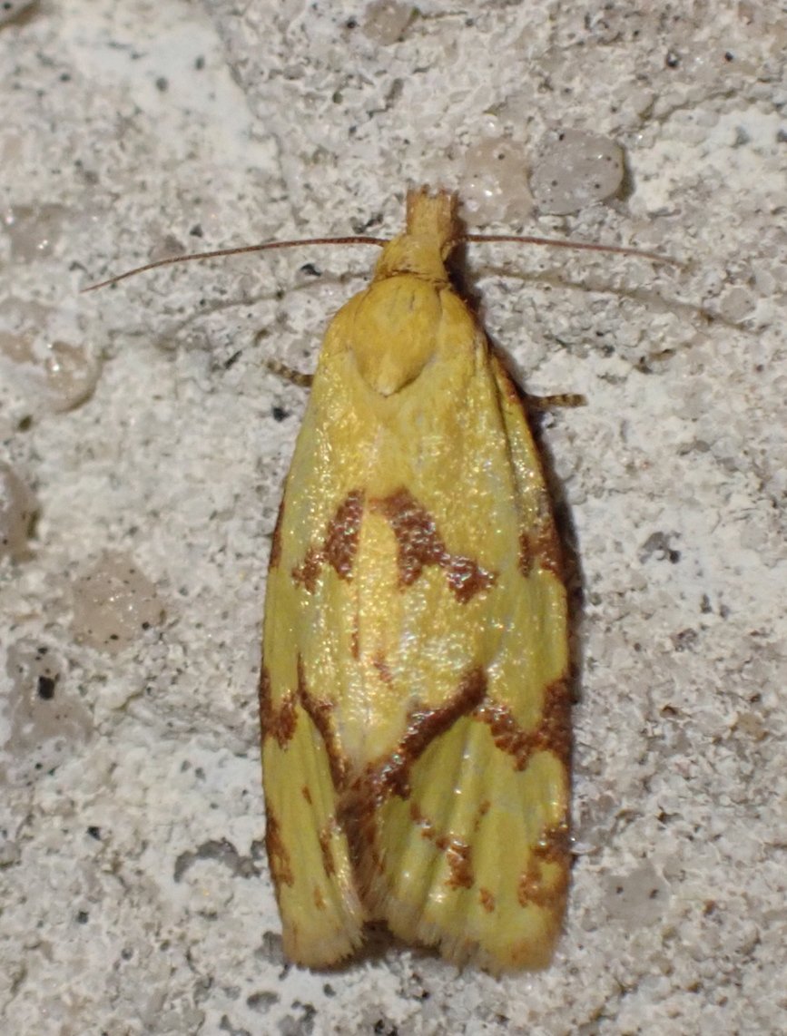 Catherine Reymonet-Smitten - Agapeta hamana - réf. 361206 (867 x 1142 pixels, 174 ko)