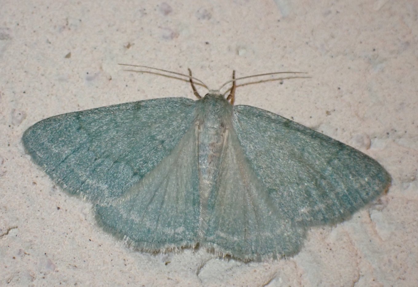Catherine Reymonet-Smitten - Pseudoterpna pruinata - réf. 361209 (1360 x 936 pixels, 187 ko)