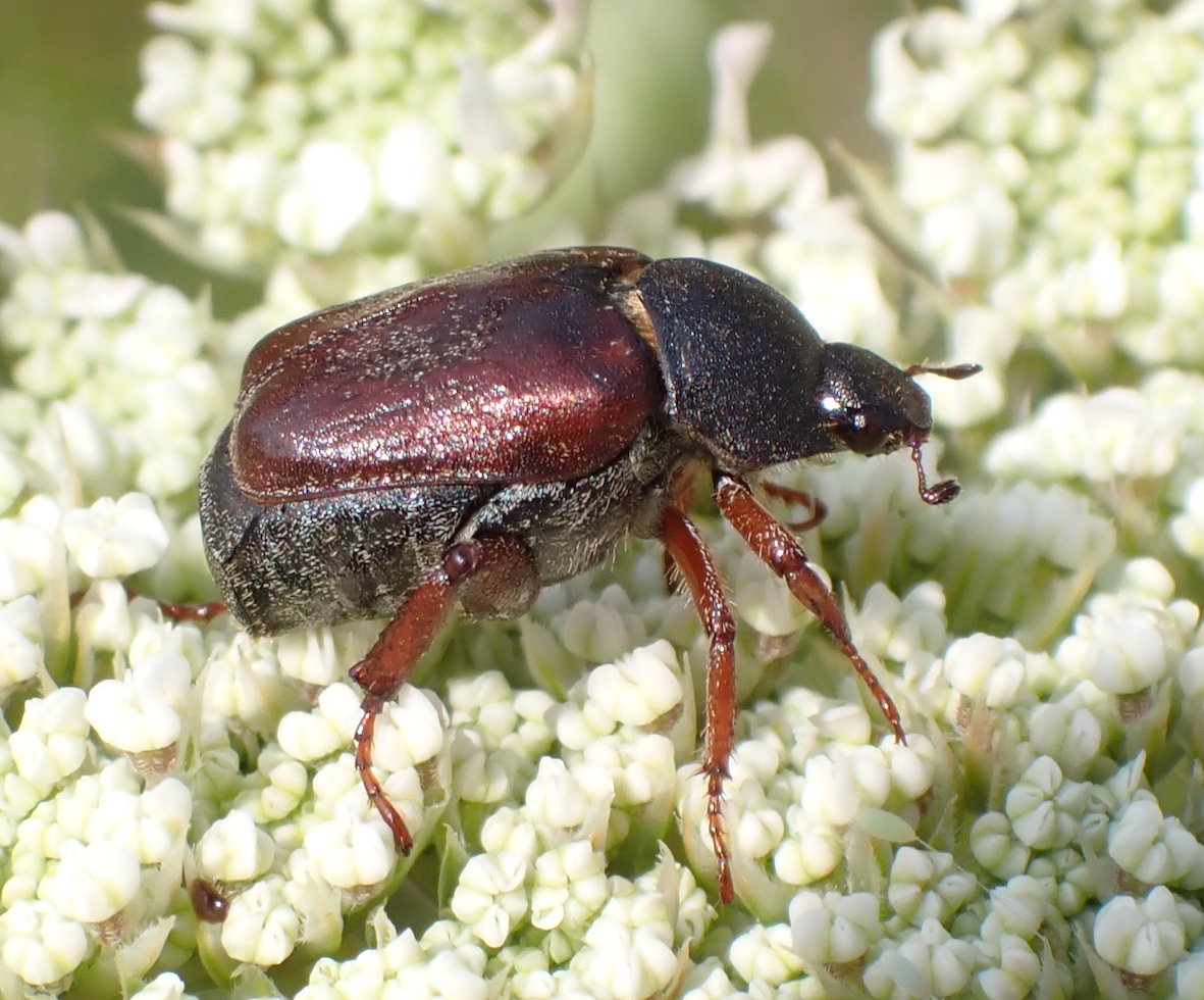 Catherine Reymonet-Smitten - Hoplia (Decamera) philanthus - réf. 361235 (1181 x 980 pixels, 194 ko)