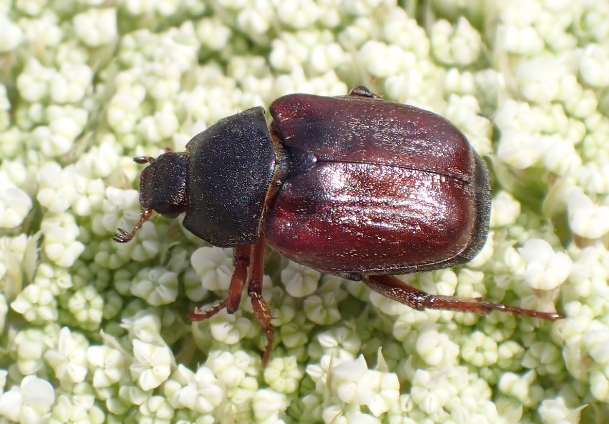 Catherine Reymonet-Smitten - Hoplia (Decamera) philanthus - réf. 361234 (1254 x 874 pixels, 197 ko)