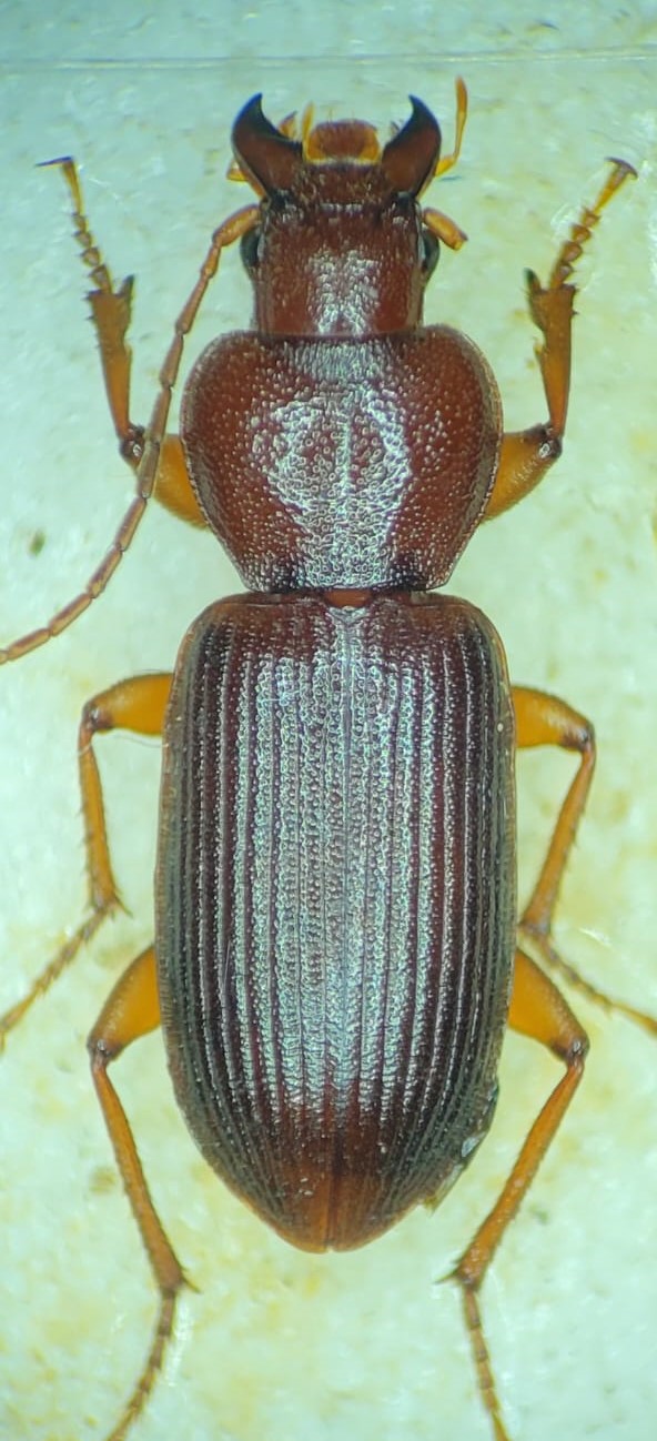 Thomas Gelis - Graniger cordicollis - réf. 361248 (592 x 1298 pixels, 170 ko)