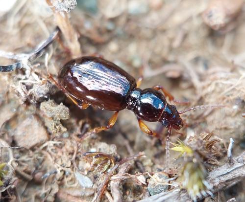 Réf. 362 002 : Miscodera arctica