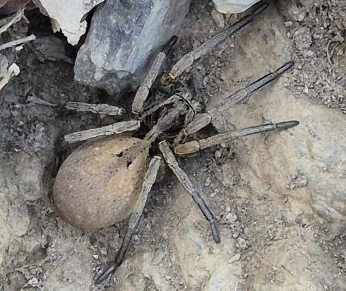Hogna radiata