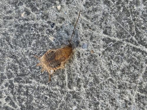 Planuncus vinzi