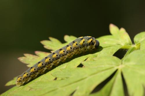 Tenthredo crassa