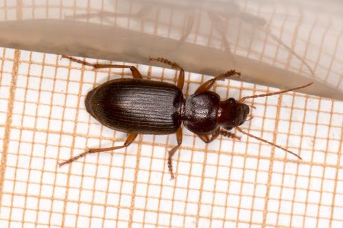 Réf. 362 028 : Scybalicus oblongiusculus