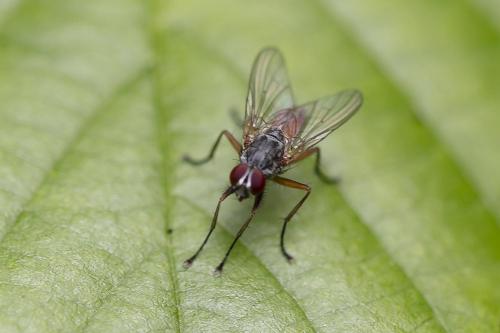 Pegomya sp.