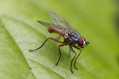Pegomya sp.