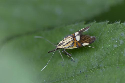Réf. 362 114 : Alabonia geoffrella