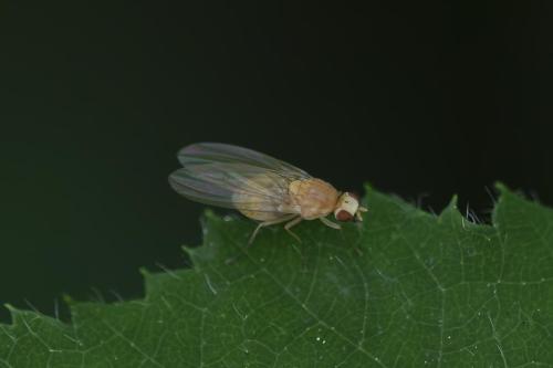 Lyciella sp.