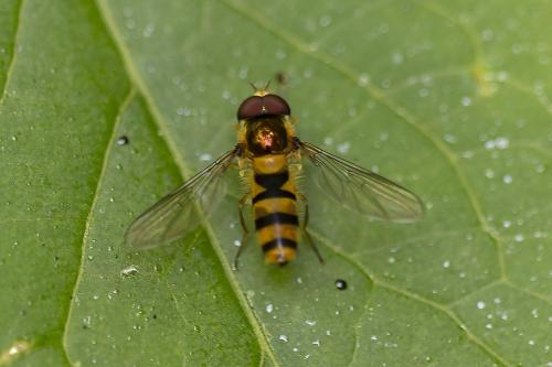 Fagisyrphus cinctus
