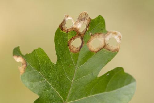 Incurvaria pectinea