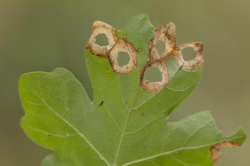 Incurvaria pectinea