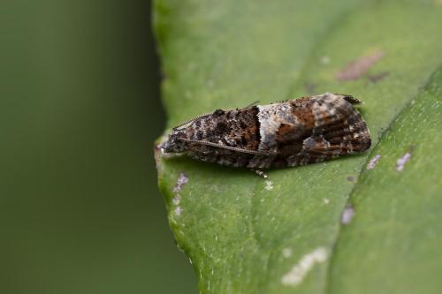 Eudemis profundana