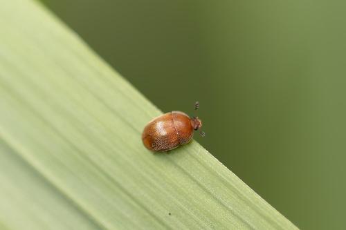 Cychramus luteus