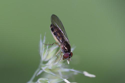 Melanostoma scalare
