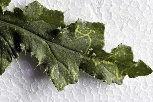 Phytomyza autumnalis