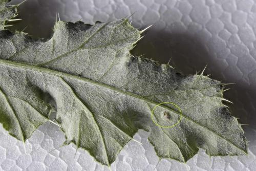 Phytomyza autumnalis