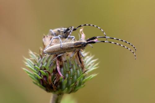 Réf. 362 416 : Agapanthia suturalis