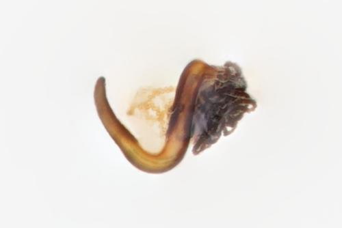 Cryptocephalus fulvus