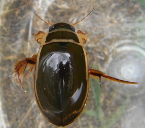 Dytiscus marginalis