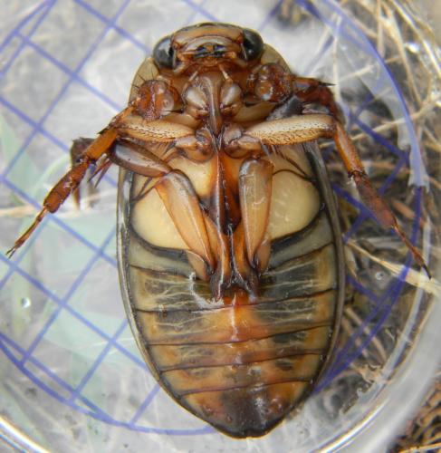 Dytiscus marginalis