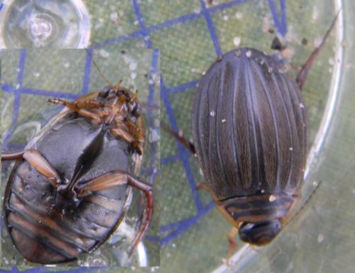 Acilius canaliculatus