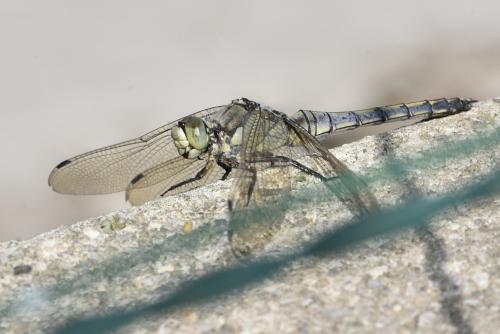 Réf. 362 179 : Orthetrum cancellatum