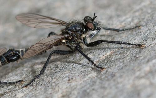 Réf. 362 333 : Lasiopogon sp.