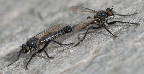 Réf. 362 334 : Lasiopogon sp.