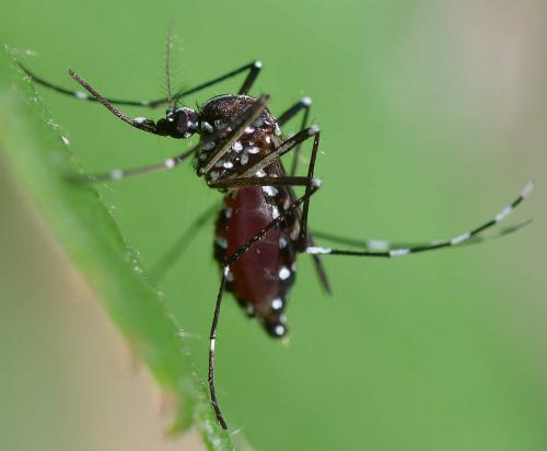 Aedes albopictus