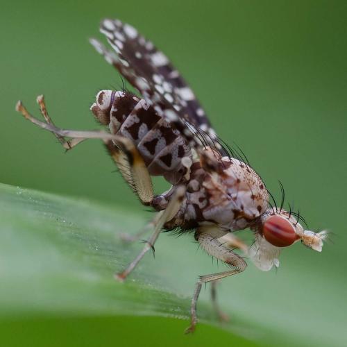 Trypetoptera punctulata