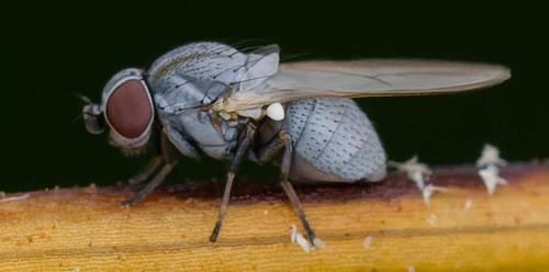 Réf. 362 979 : Leucopis sp.