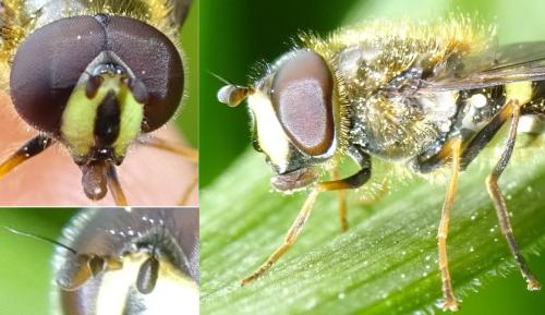 Dasysyrphus venustus