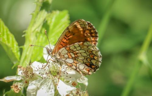 Melitaea sp.