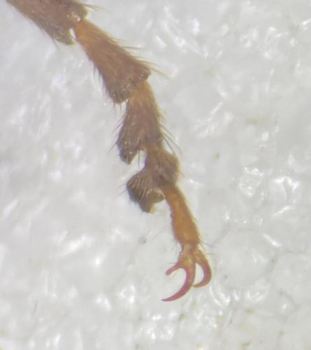 Réf. 362 199 : Ancistronycha erichsonii