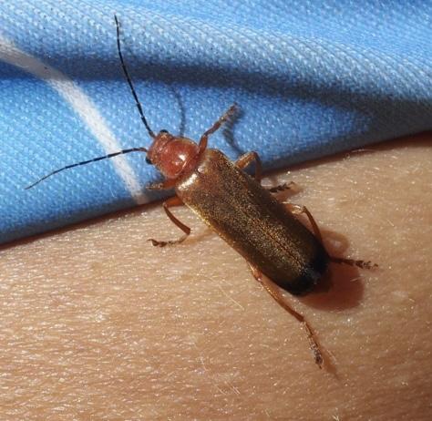 Ancistronycha erichsonii