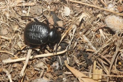 Réf. 362 088 : Pimelia goryi